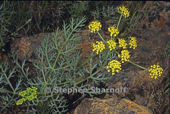 lomatium utriculatum 5 graphic